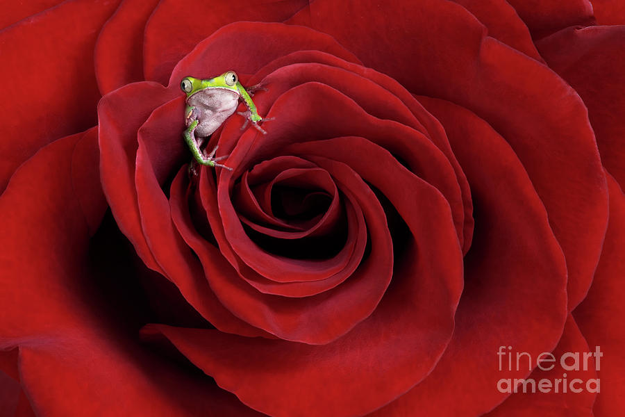 The Frog in the Rose Photograph by Linda D Lester