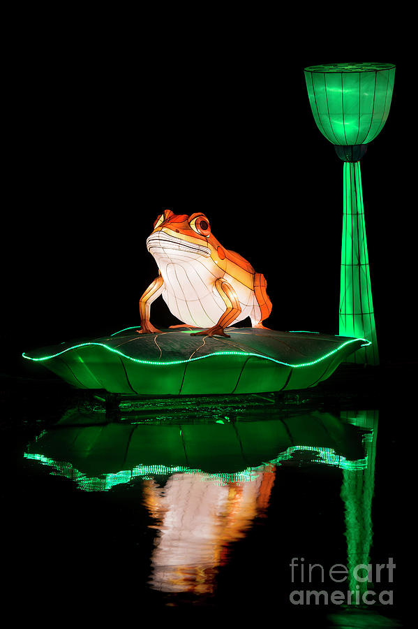 The Frog on a Lily Pad Photograph by Tim Gainey