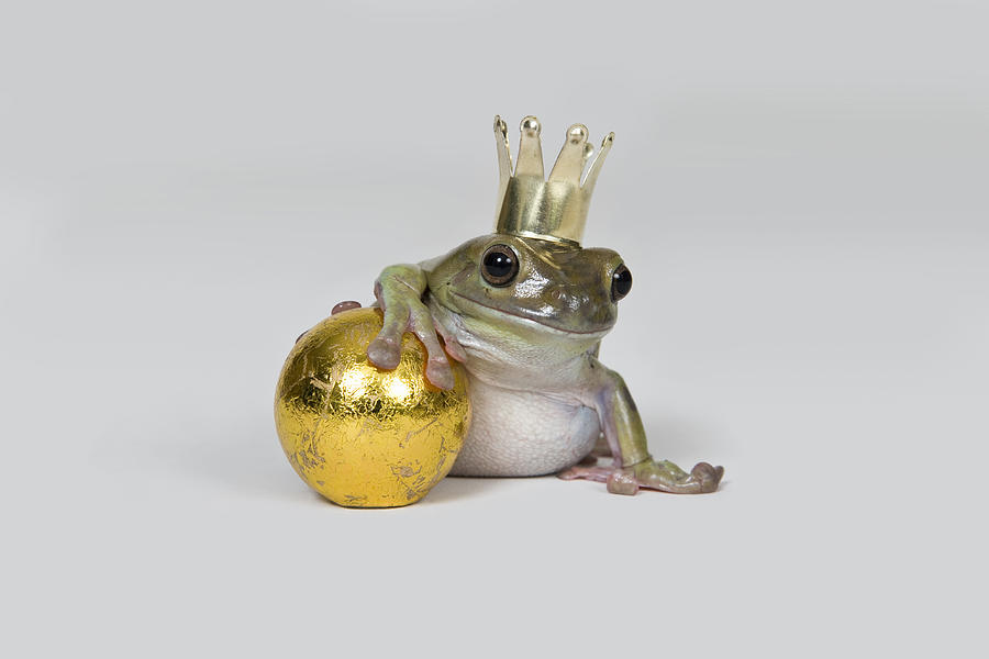 The frog prince and gold ball, studio shot Photograph by Hudzilla