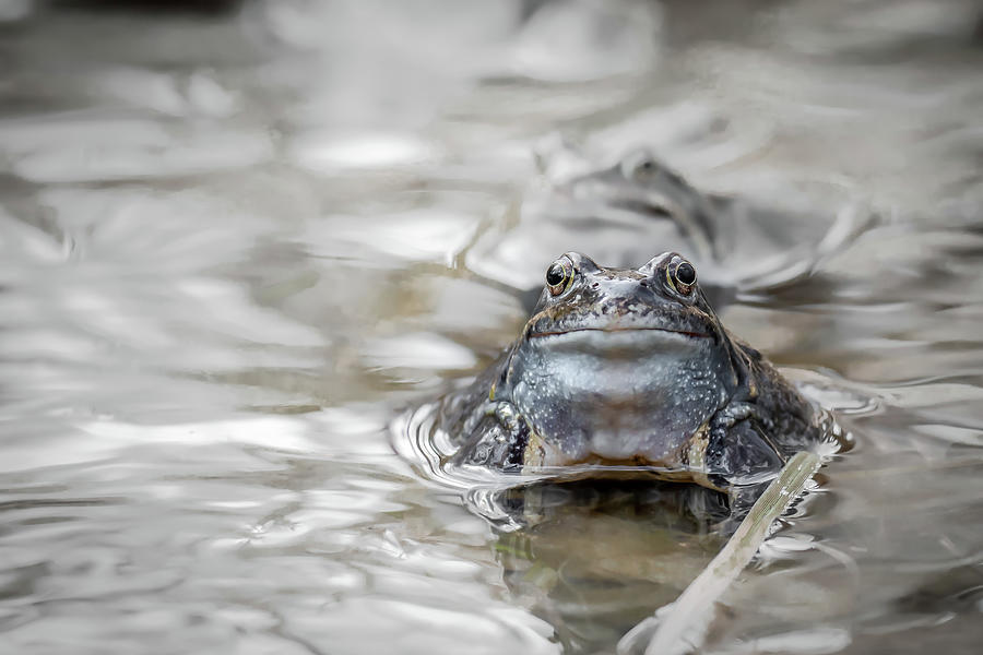 The Frog Prince Photograph by Jivko Nakev