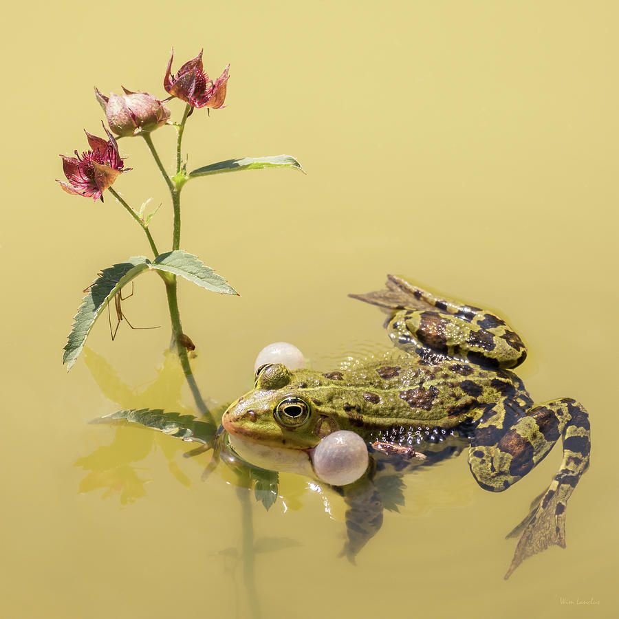Flower Photograph - The Frog Prince by Wim Lanclus