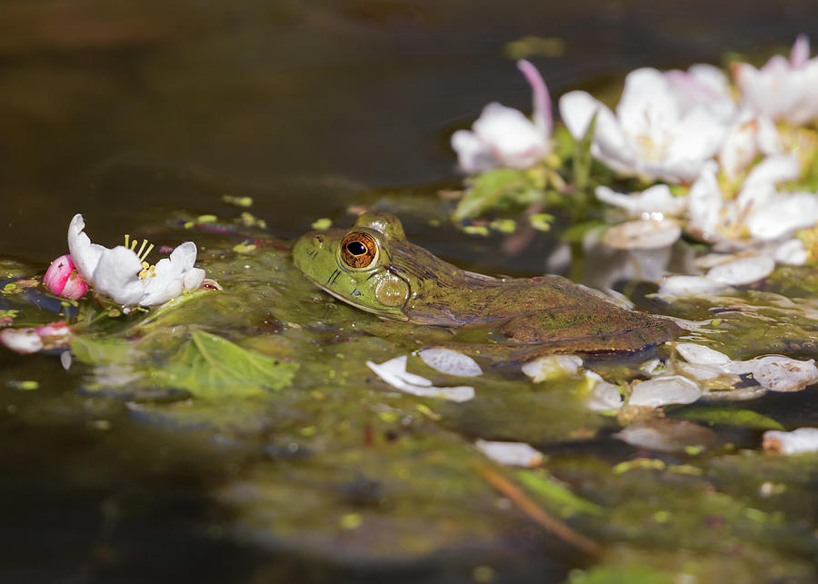 The Frog Princess Photograph by Susan Rissi Tregoning
