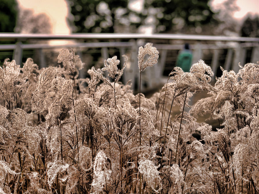 The frost makes a flower, the dew makes a star. by Santosh Puthran The frost makes a flower, the dew makes a star. by Santosh Puthran