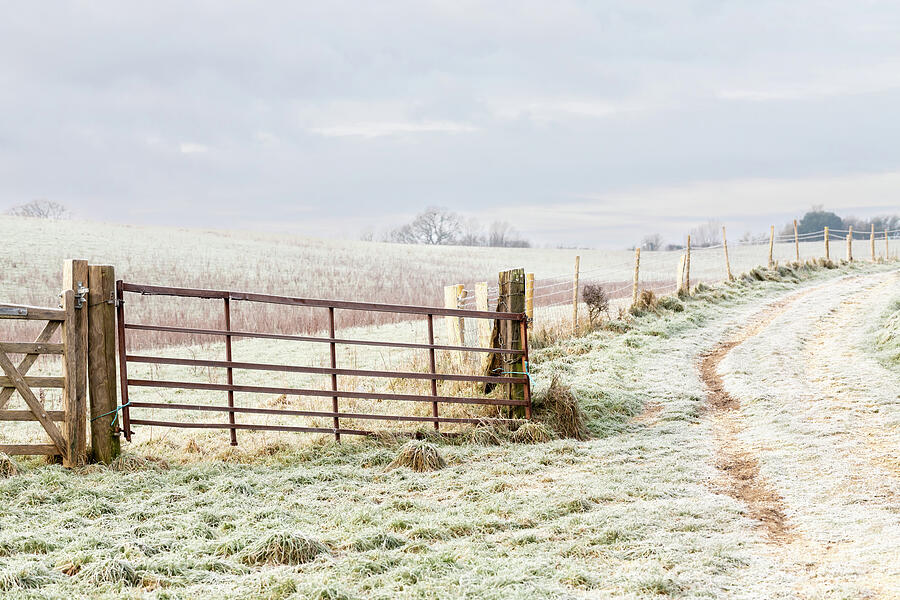 The Frosty Countryside Photograph by Tanya C Smith
