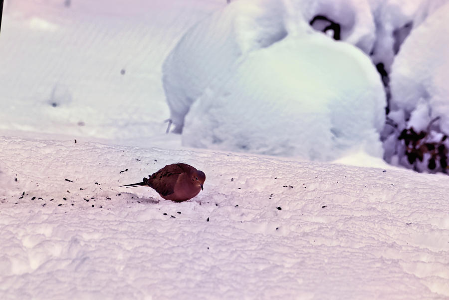 The Frozen Garden Photograph by Mike Smale