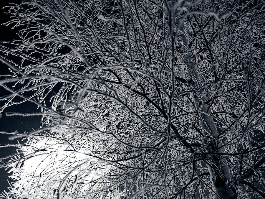 The frozen one 2 Photograph by Kukka Lehto