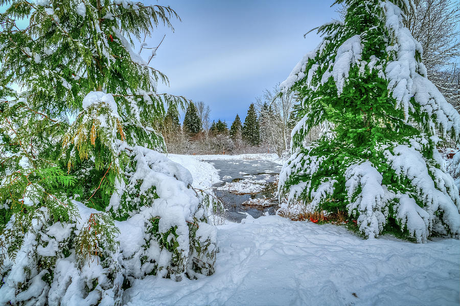 The Frozen Pond Photograph by Spencer McDonald
