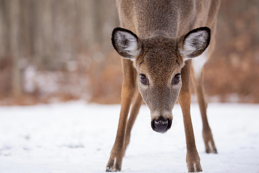 Deer Photograph - The Frozen Stare by Karol Livote