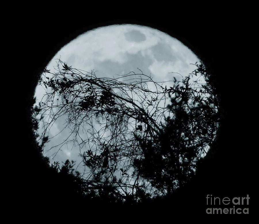 The Full Cold Moon December 2018 Photograph by D Hackett