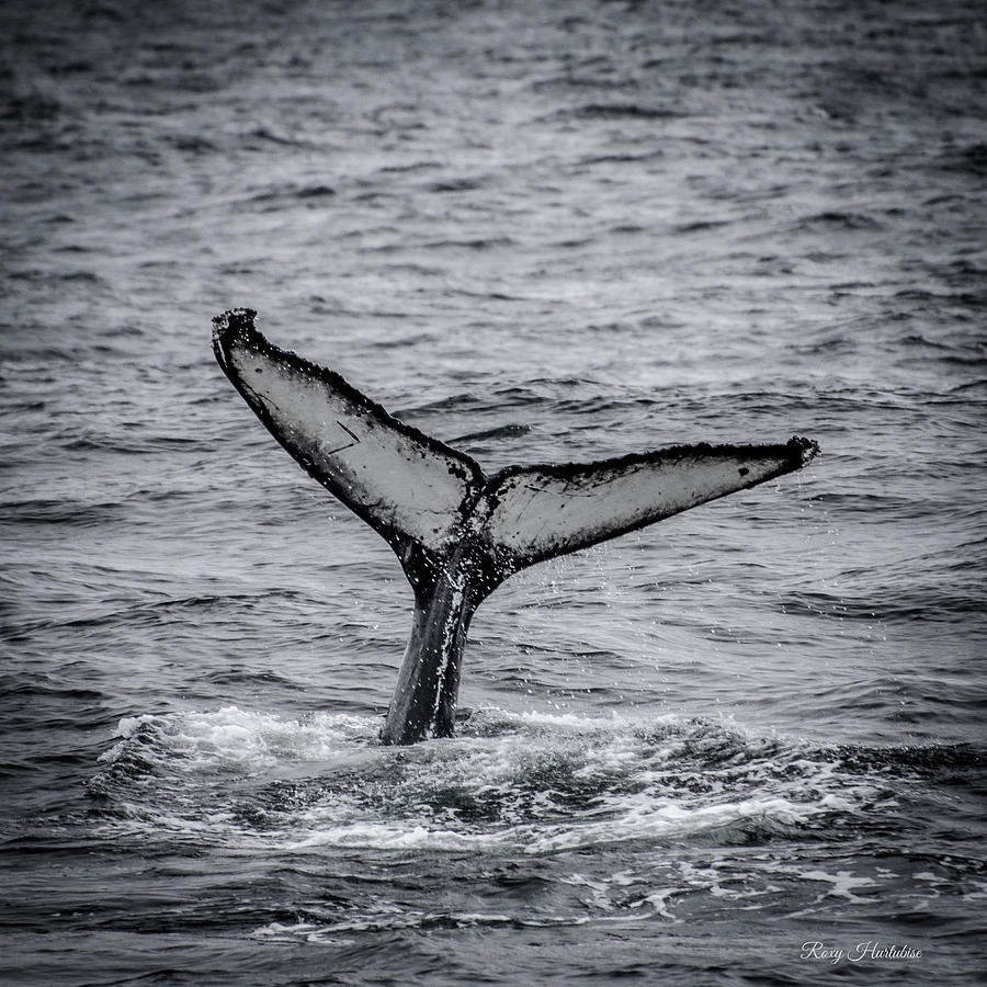 The Full Fluke Humpback Whale Photograph