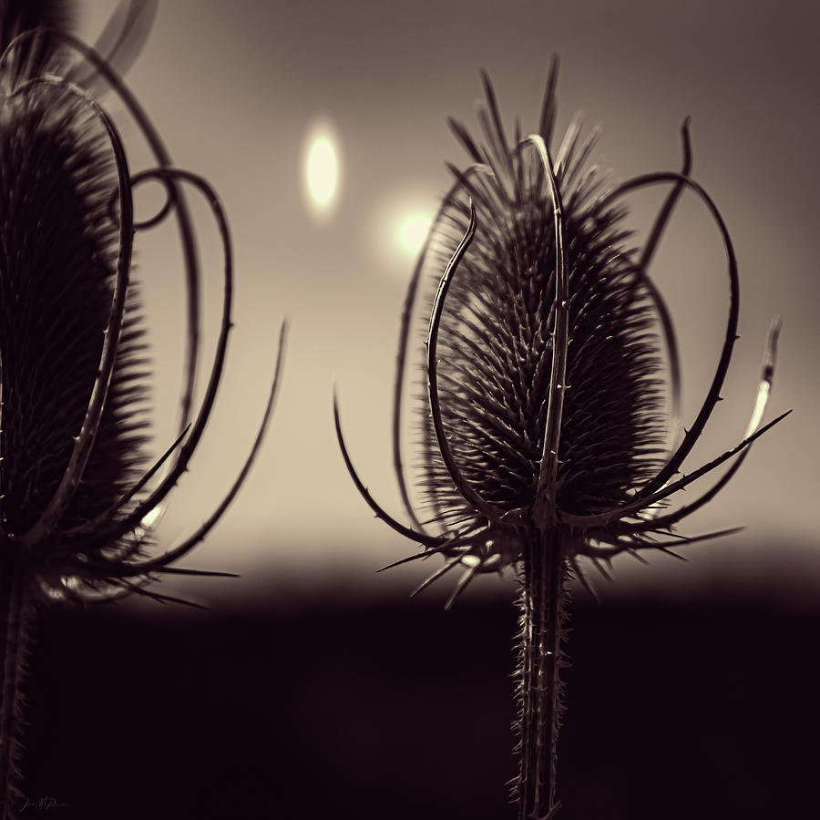 The Fullers Teasel, Central Oregon Monochrome Photograph by Jason McPheeters
