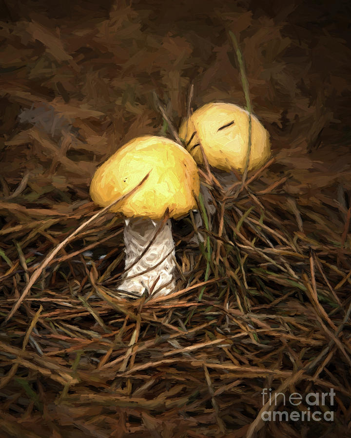 The Fungus is Amoungus Photograph by Jon Burch Photography