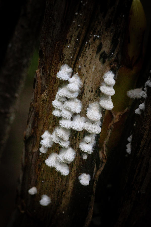 The Fuzzy Mushroom Tree Photograph by Mark Andrew Thomas