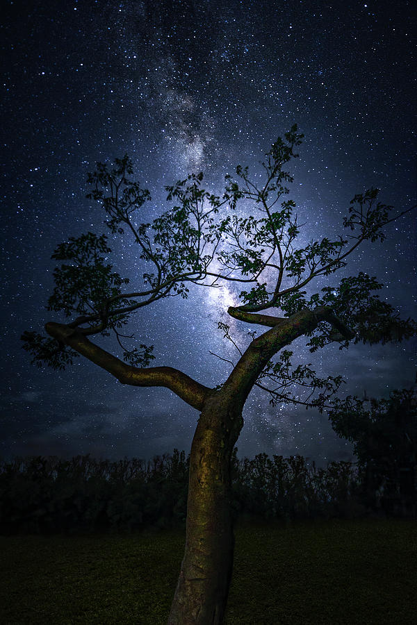 The Galaxy Tree Photograph by Mark Andrew Thomas