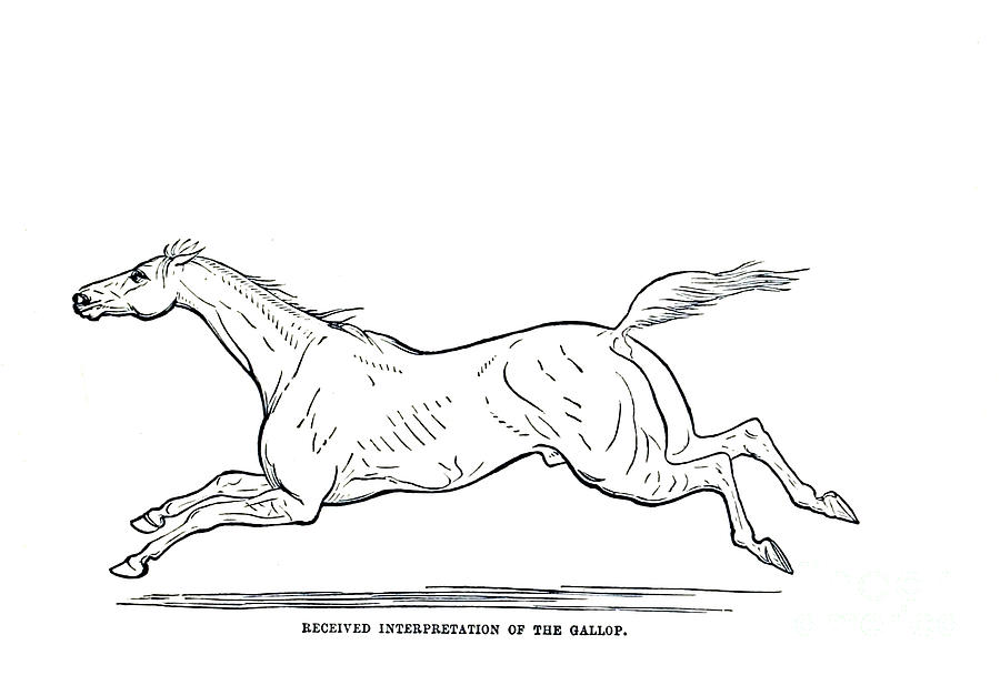 The Gallop X2 Drawing