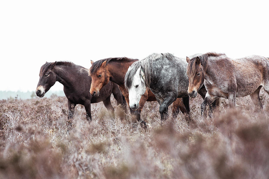 The Gang - Horse Art Photograph by Lisa Saint