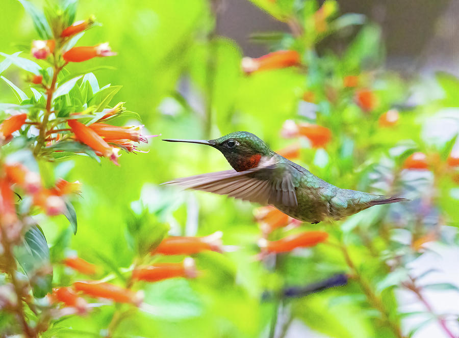 The Garden Hummingbird Photograph by William Jobes