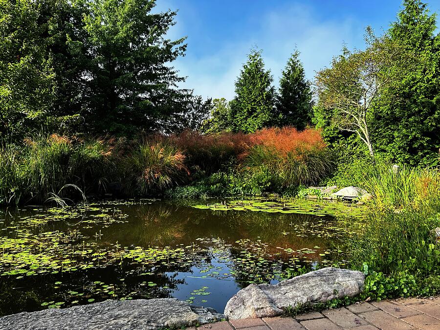 The Garden Pond Photograph by Deb Beausoleil