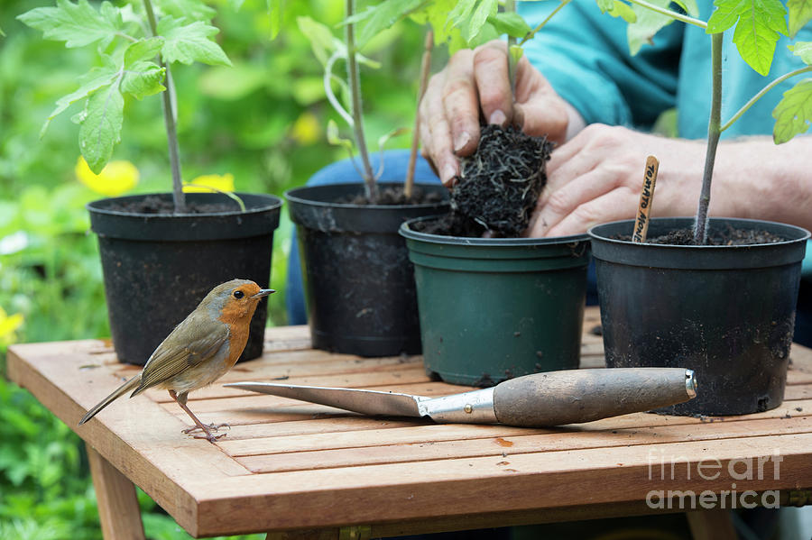 The Gardeners Robin  Photograph by Tim Gainey
