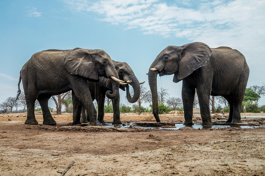 The Gathering of Elephants Photograph by Bill Cubitt