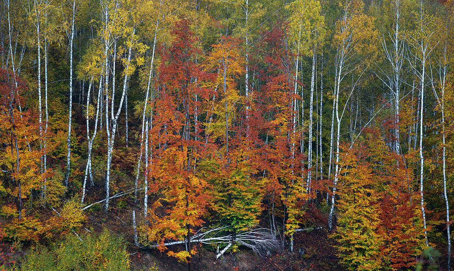 Nature Photograph - The gathering place by Cosmin Stan Nature Photograph - The gathering place by Cosmin Stan