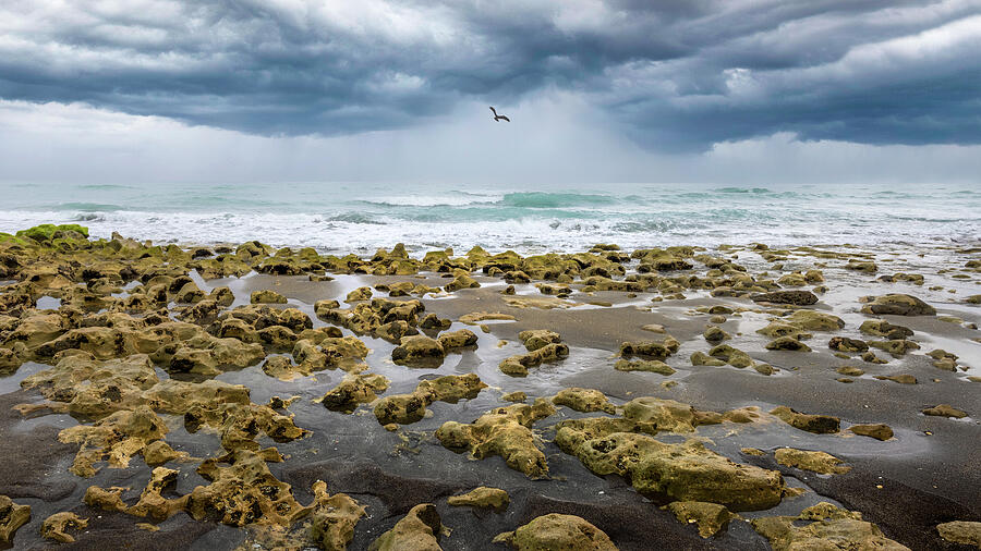 Rugged Coastline Photograph - The Gathering Storm. Osprey Resilience by Adrian Del Rio Montoro
