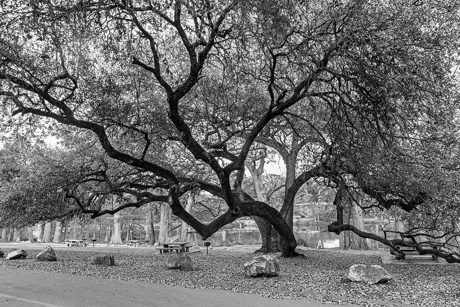 The Gathering Tree - Garner State Park Black and White Edition Photograph by Brigitte Blanchette Thompson The Gathering Tree - Garner State Park Black and White Edition Photograph by Brigitte Blanchette Thompson