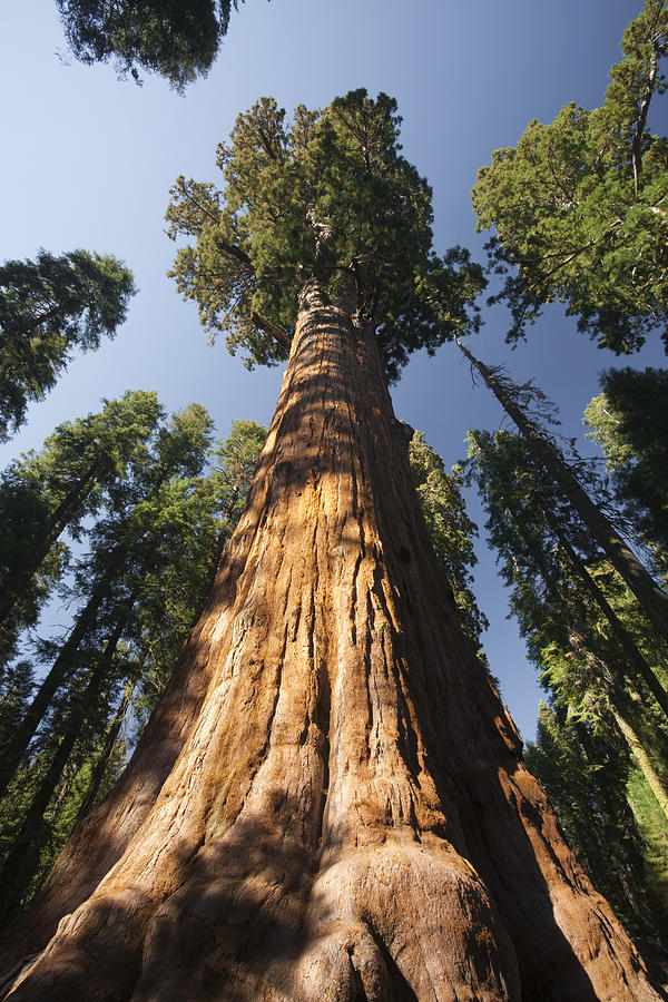 The General Sherman Tree (Sequoiadendron giganteum), the largest tree in the world in Sequoia National Park in in East Central California, Sierra Nevada, California, United States of America Photograph by David Clapp The General Sherman Tree (Sequoiadendron giganteum), the largest tree in the world in Sequoia National Park in in East Central California, Sierra Nevada, California, United States of America Photograph by David Clapp