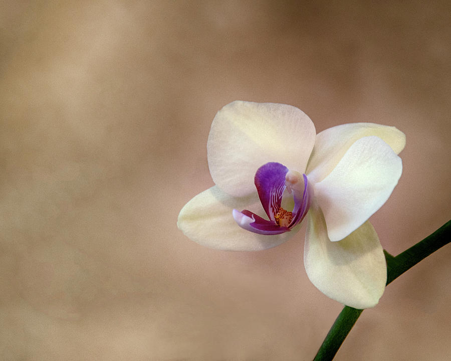 The Gentle Orchid Photograph by Mitch Spence