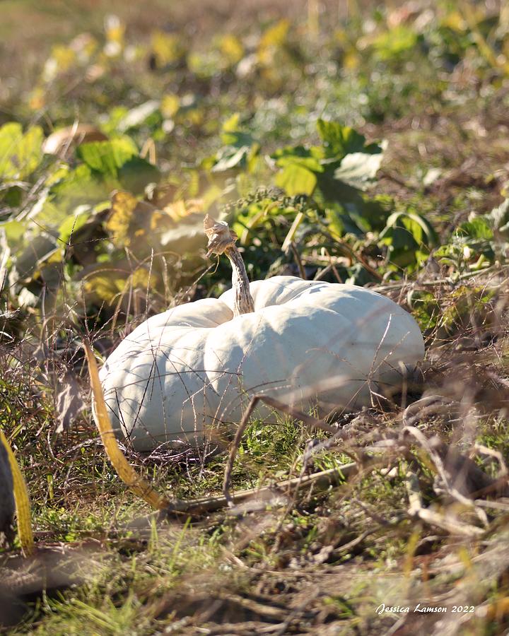 The Ghost of Gourds Photograph by Jessica Lamson - Fine Art America