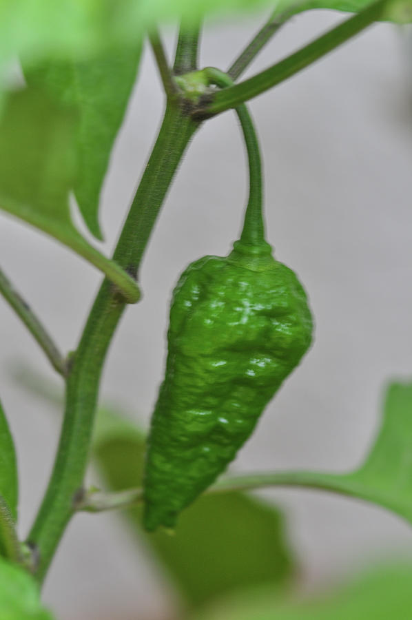 The ghost pepper -  bhut jolokia Photograph by Amazing Action Photo Video