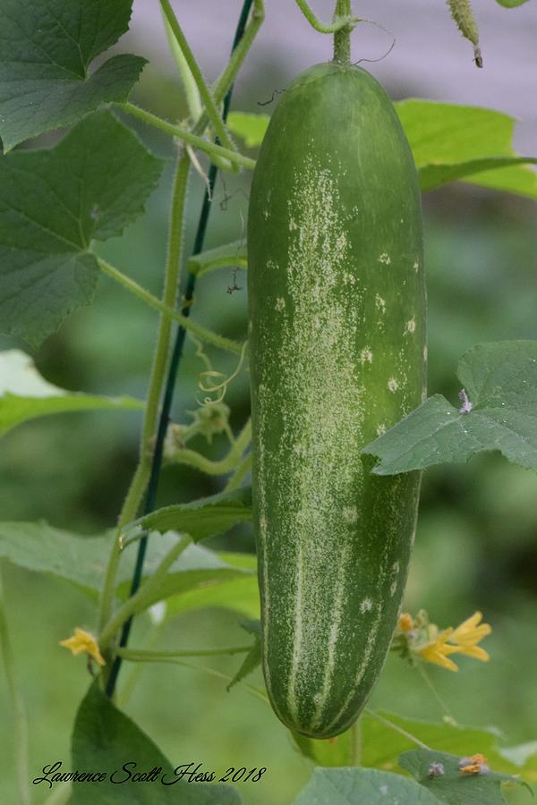 The Giant Cucumber Photograph by Lawrence Hess