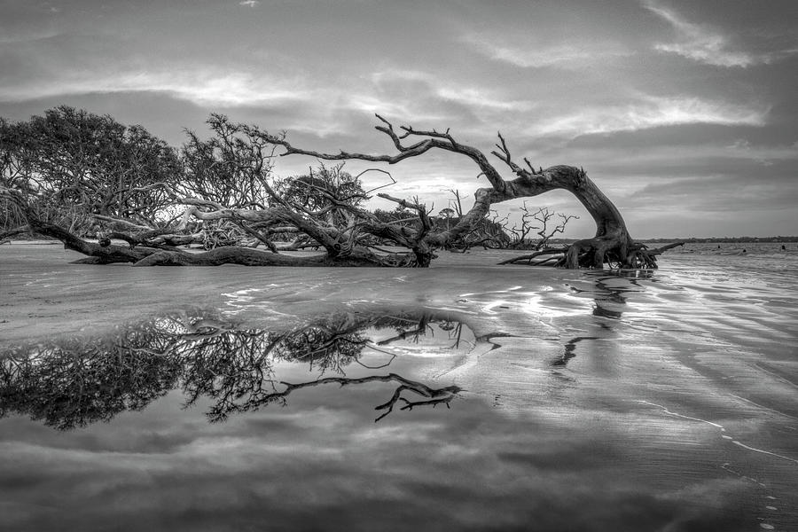 The Giant has Fallen Jekyll Island Sunrise Black and White Photograph by Debra and Dave Vanderlaan