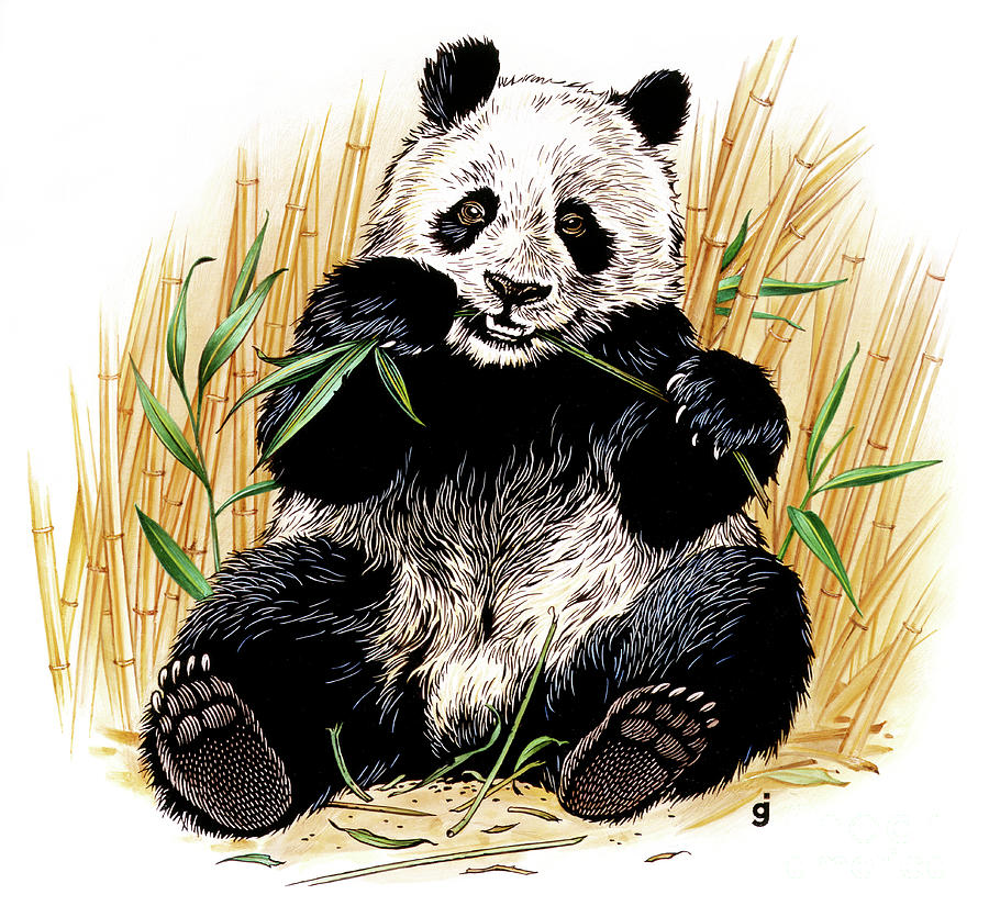 Giant Panda Painting by Gene Jarvis