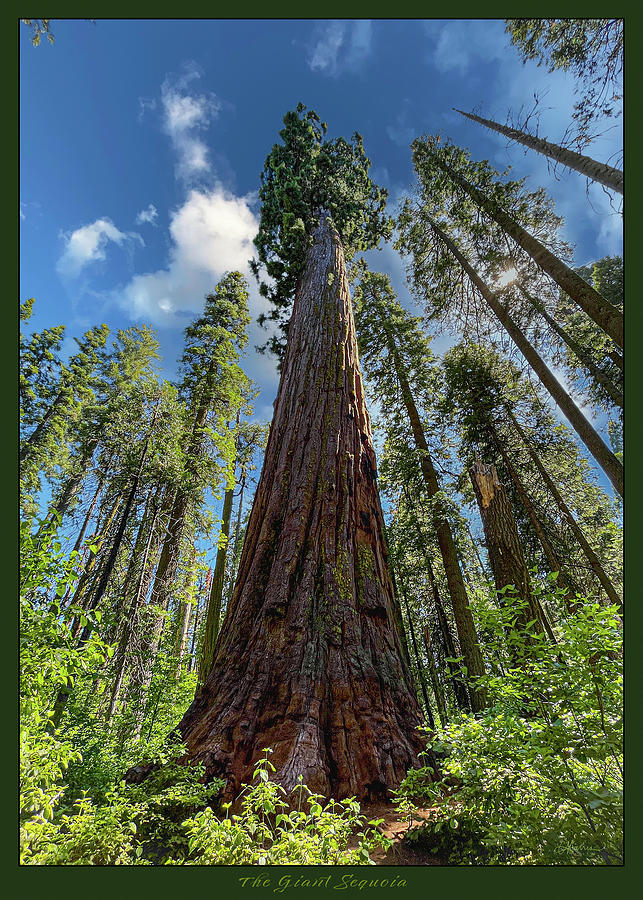 The Giant Sequoia Digital Art by Cindy Collier Harris