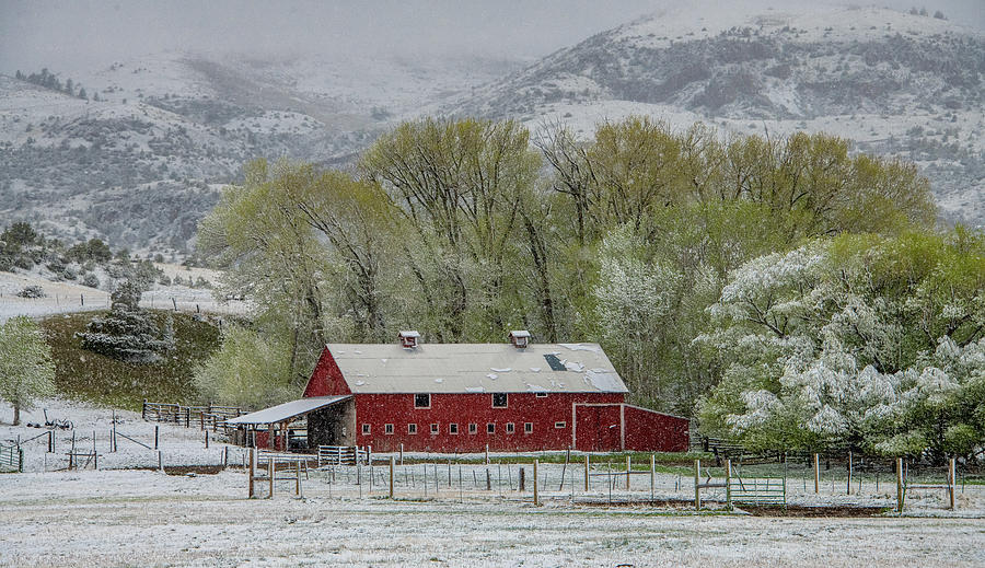 The Gift of a Late Spring Snow Photograph by Marcy Wielfaert