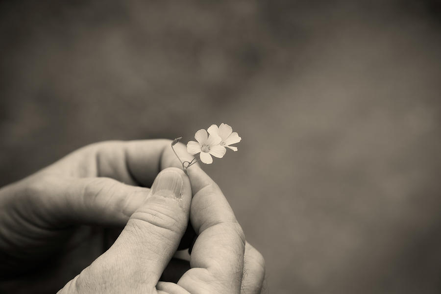 The Gift Of Life Photograph by Karol Livote