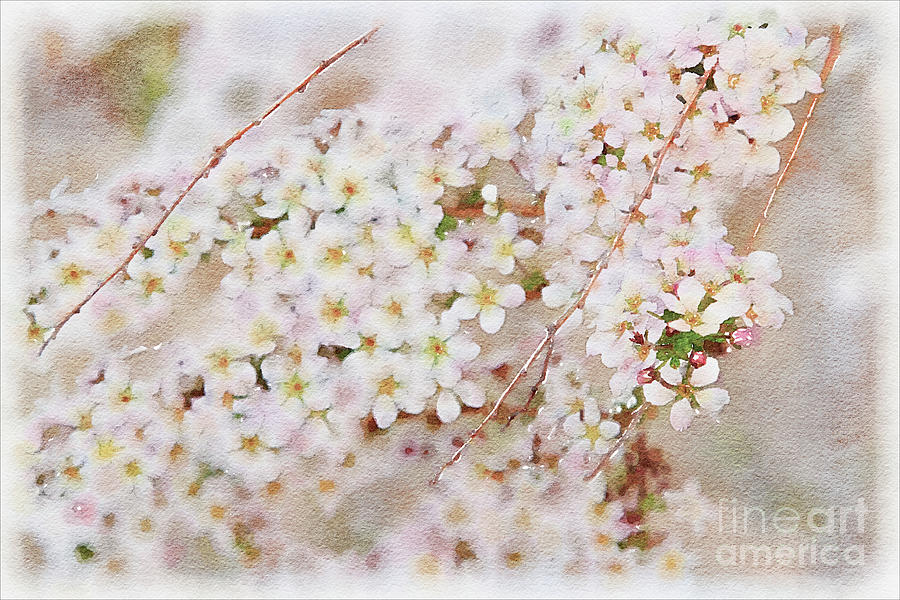 The Gift of Spring Photograph by Marilyn Cornwell The Gift of Spring Photograph by Marilyn Cornwell