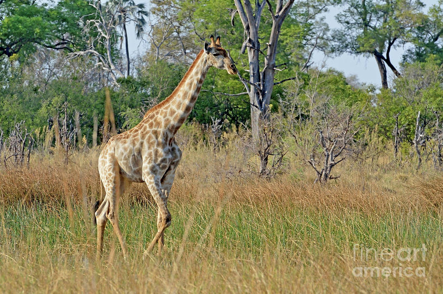 The Giraffe Walk, Botswana.. Photograph by Tom Wurl