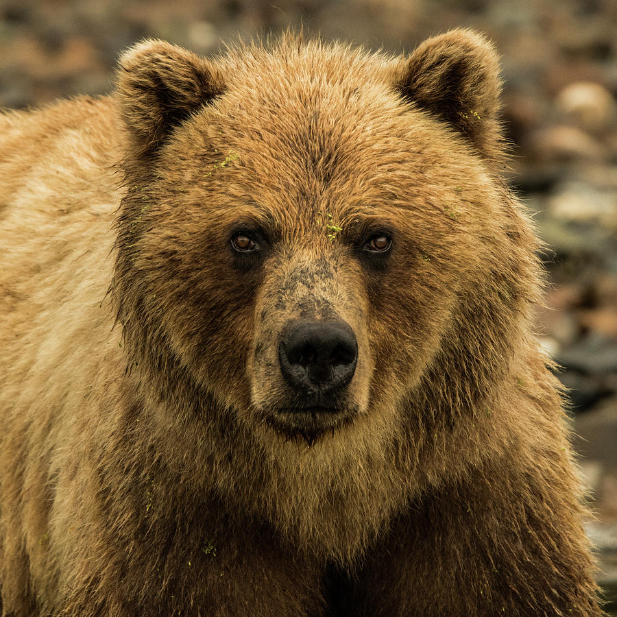 The Glare Photograph by Bryce Miltenberger - Fine Art America