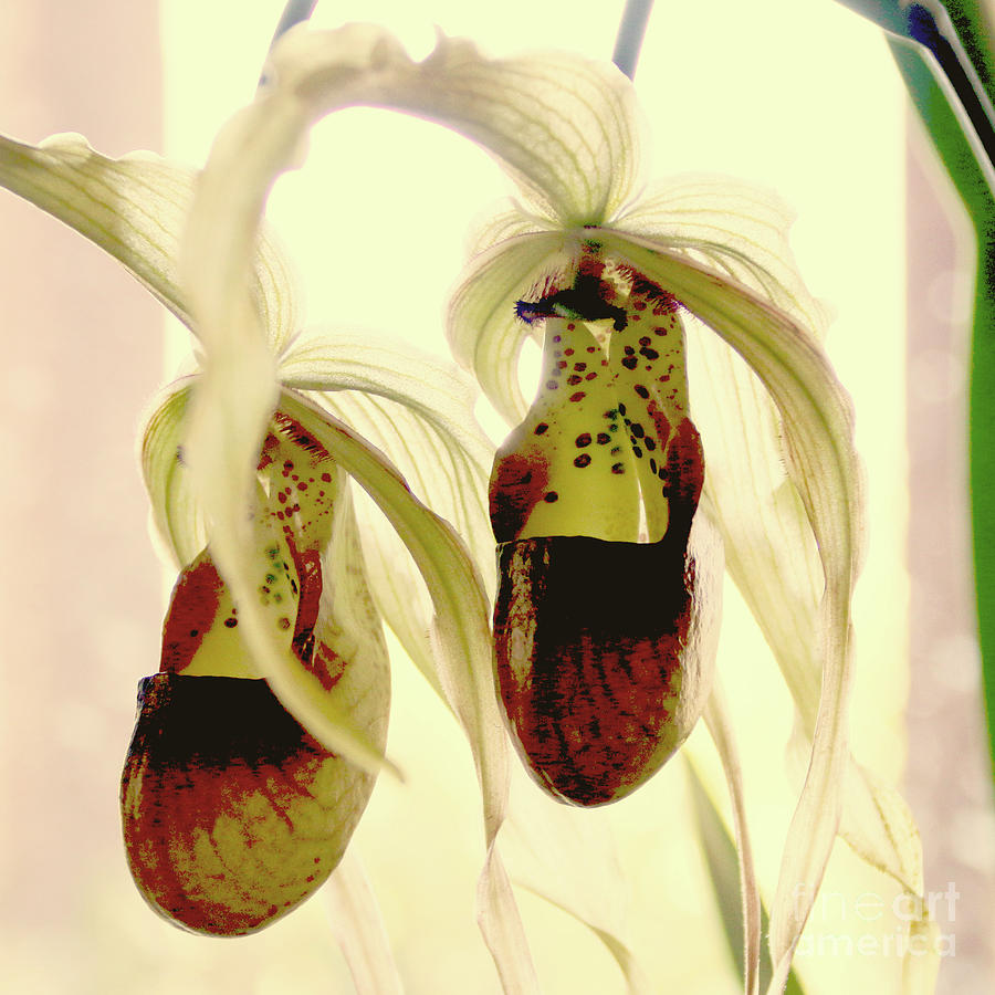 Orchid Photograph - The Glass Slipper Orchids by Michael May