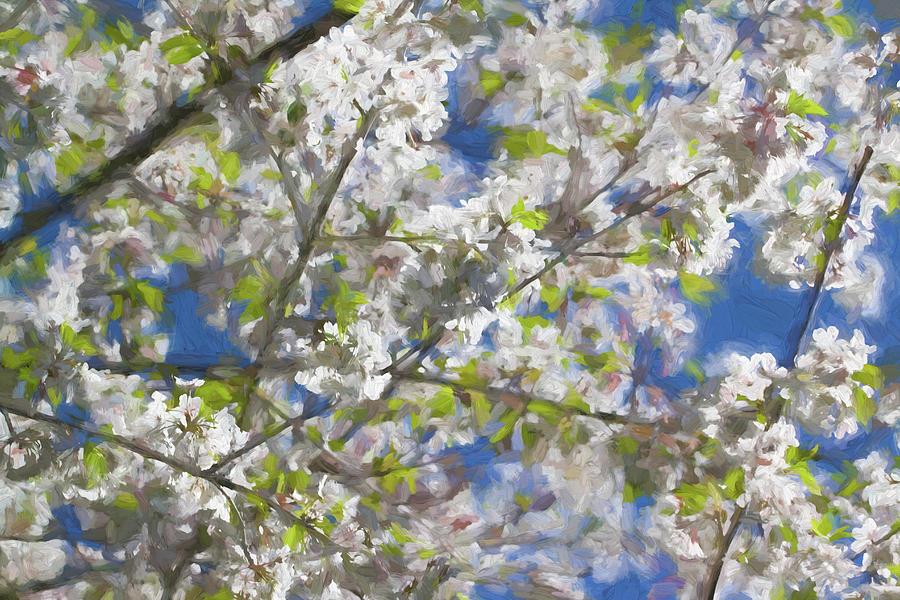 Spring Photograph - The Glories of Spring by Kathy Clark
