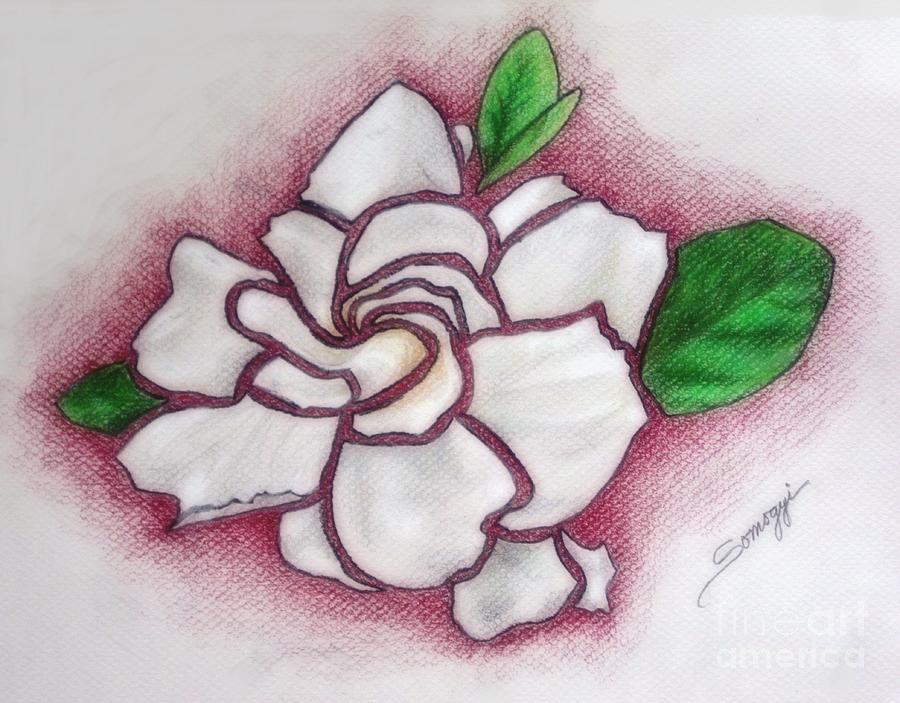The Glorious Gardenia Drawing by Jayne Somogy