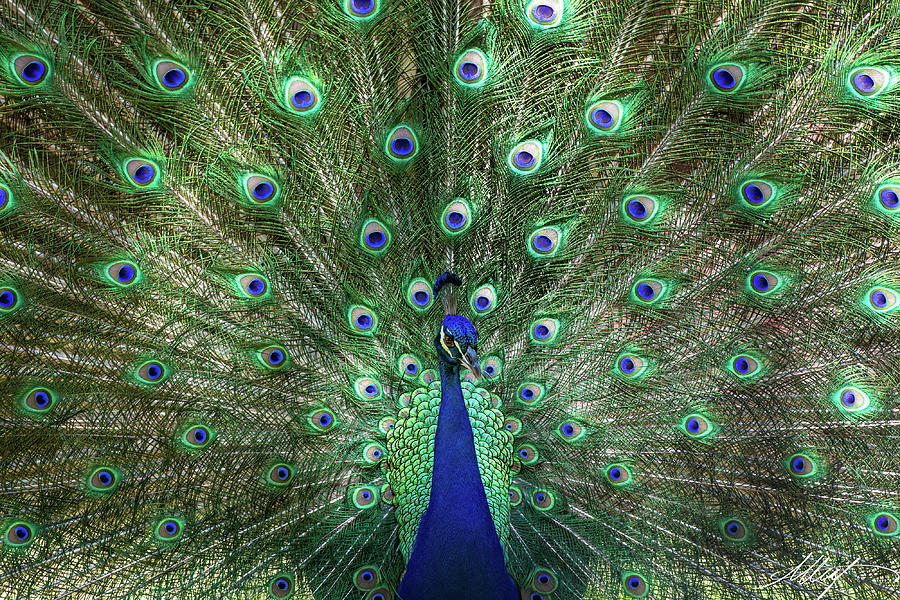 The Glorious Peacock Photograph by Meg Leaf