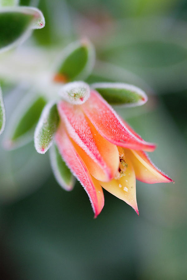 The Glorious Succulent Photograph by Kathy Clark