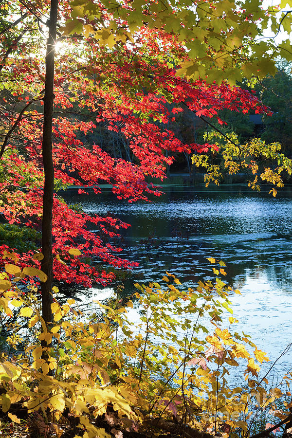 The Glory of a New England Autumn Photograph by Anita Pollak