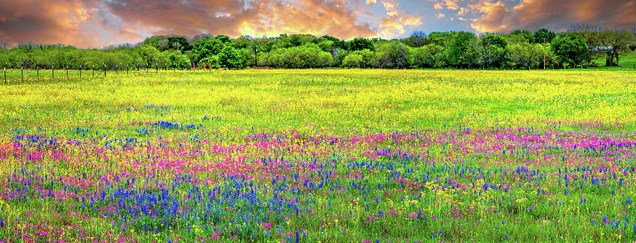The Glory of a Texas Spring Panorama Photograph by Lynn Bauer