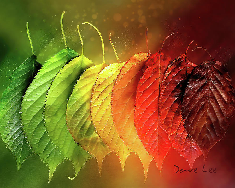 The Glow of Autumn Leaves Digital Art by Dave Lee