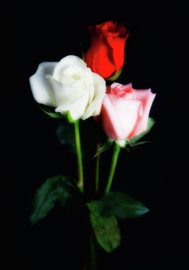 The Glow of Love in Roses Photograph by Dan Carmichael
