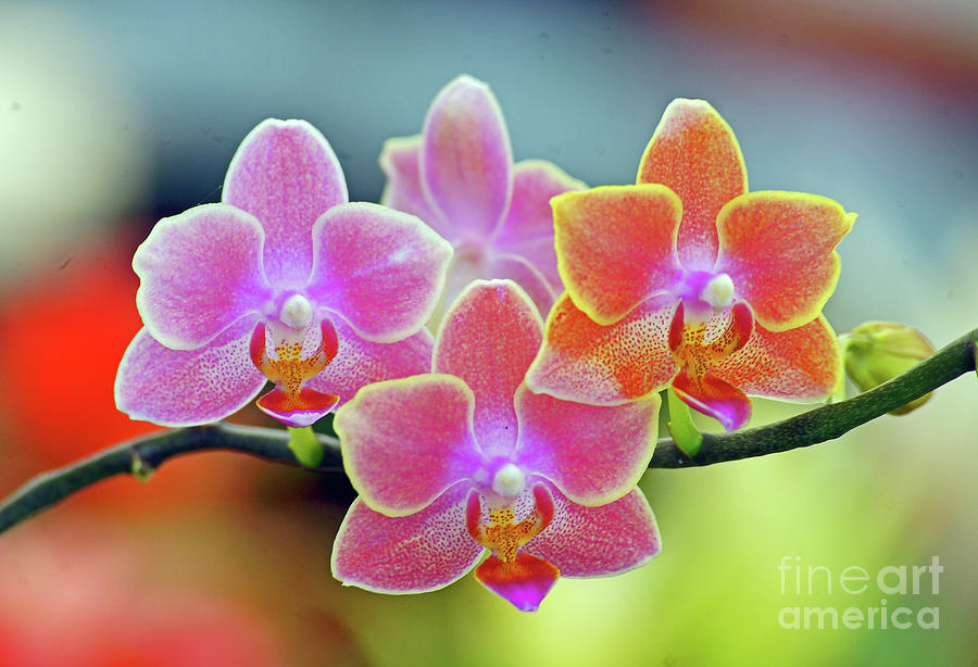 The Glow Of Orchids Photograph by Larry Nieland
